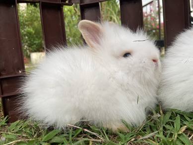 Mix Anggora Double Line Fluffy