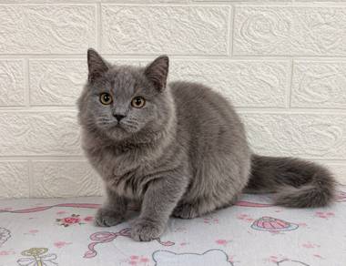 British LongHair