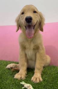 Golden retriever male MKA