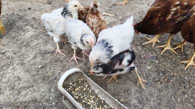 Ayam penelur