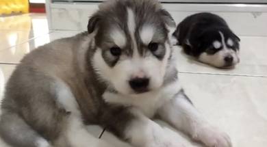 Husky wooly vaccinated dewormed