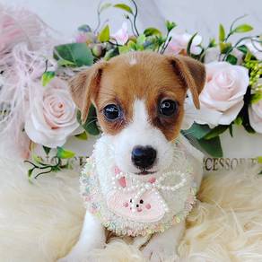 Jack Russell