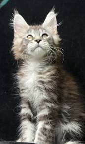 Sliver tabby