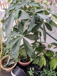 money plants