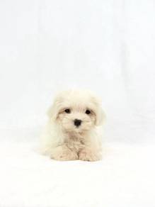 Maltipoo White - Male