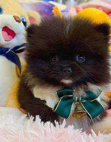 Pomeranian