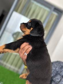 Rottweiler available8