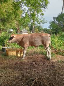 Lembu Jantan Blonde
