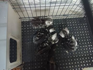 The Pure Sliver Tabby American short hair kittens