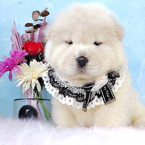 Chow Chow