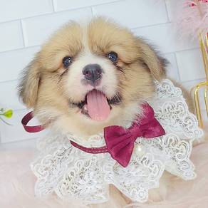 Welsh Corgi