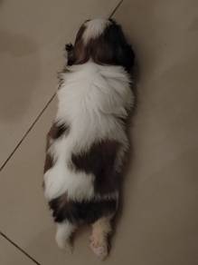Shih Tzu puppy 