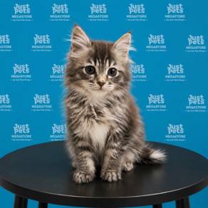 Persian x Mainecoon Black