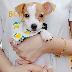 Jack Russell