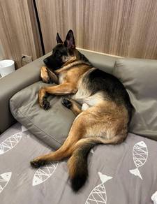 German Shepherd