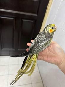 Cockatiel jinak