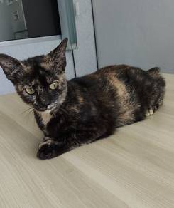 MOMO for serious adopter