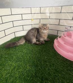 Kucing kaki pendek