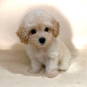 Maltipoo puppy good quality