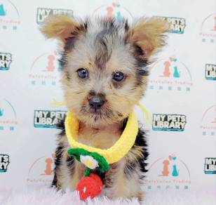 Yorkshire Terrier