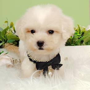 Maltipoo