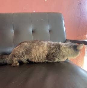 Munchkin cat