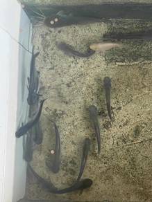 fish