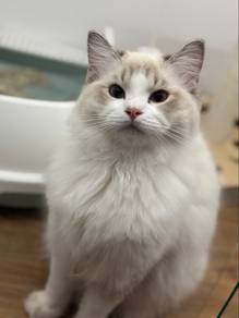 Ragdoll