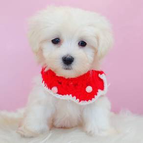 Maltese