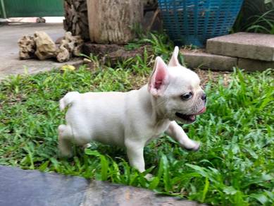 French bulldog puppy