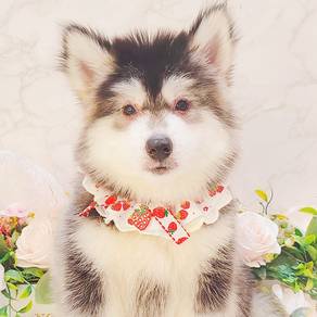 Wooly Husky