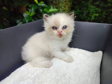 TOPs S-GRADE Freydis Bicolor Ragdoll cat