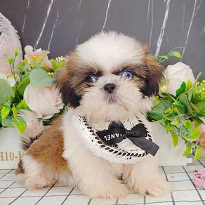 Shih Tzu