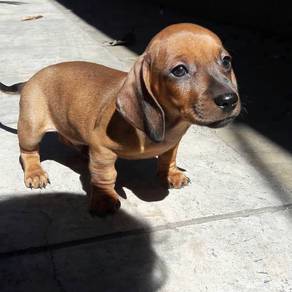 HHHH-3040 Mini Dachshund Brown haired puppy