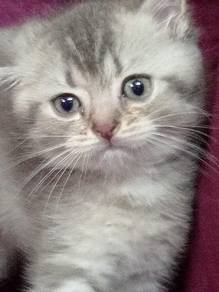 British Short Hair Silver Shaded Kitten