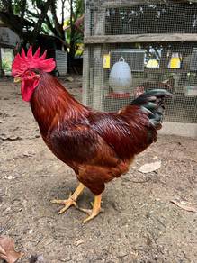 ayam rir