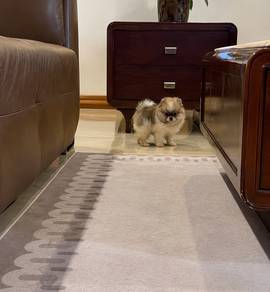Pure Breed Tiny Teddy Pomeranian Open For Booking