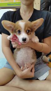 Welsh Corgi