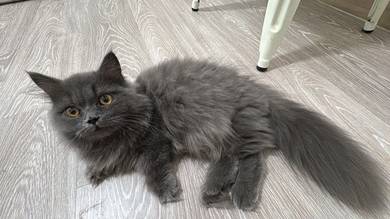 Cat for sell in KL