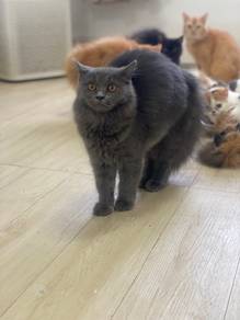 Persian gray