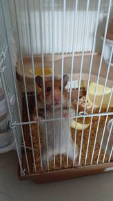 Hamster 🐹 