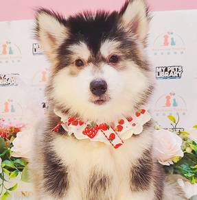 Husky