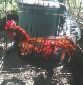 Ayam hutan merah