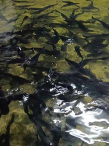 patin hitam