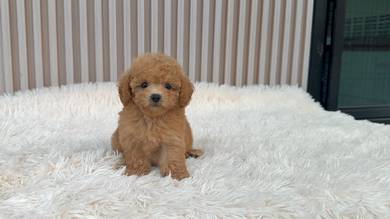 cavapoo puppies 