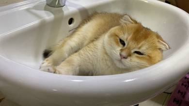 Golden Point Scottish Fold Stud Service - Lai Cai