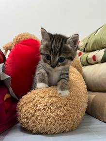 kucing bsh mix ragdoll