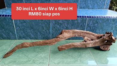 aquarium driftwood body licin untuk tank Arowanaa