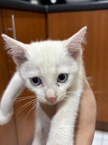 Mixed Persian Male Cat 4 Months Old
