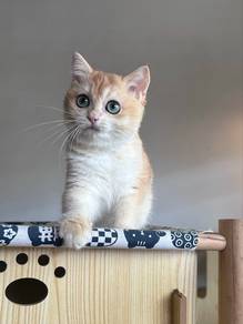 British Shorthair Golden Kitten